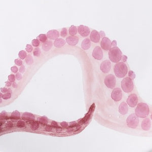 Salad Bowl Octopus Pink - Pottery - K A M P O S